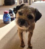 Paw print hat - Image 5