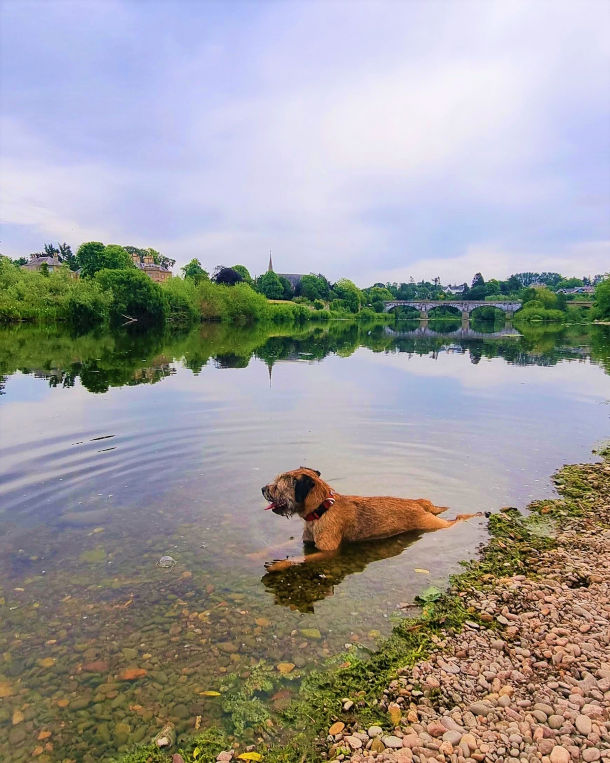 Picture of a border terrier lay down in the river tweed.