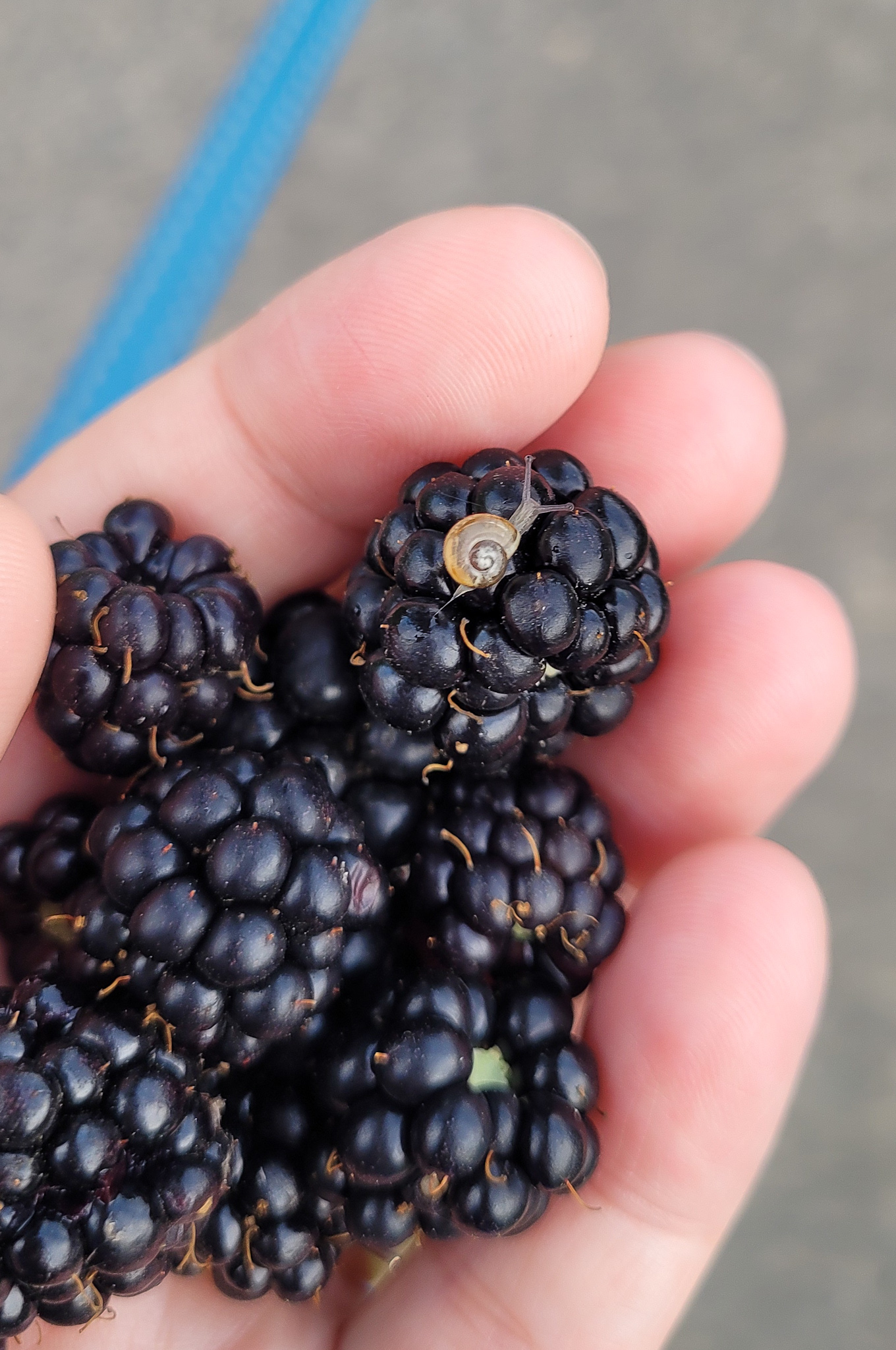 Image of a hand holding blackberries with a tiny snail on them.